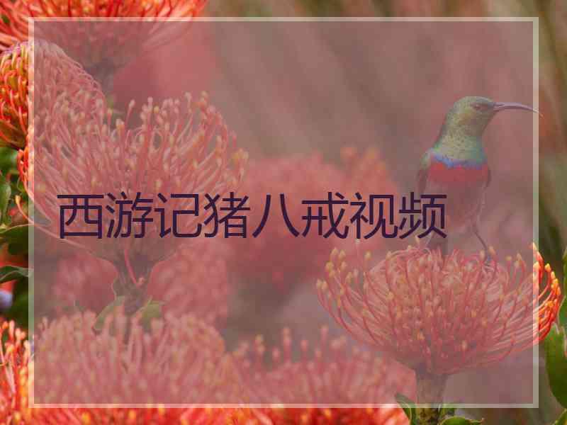 西游记猪八戒视频
