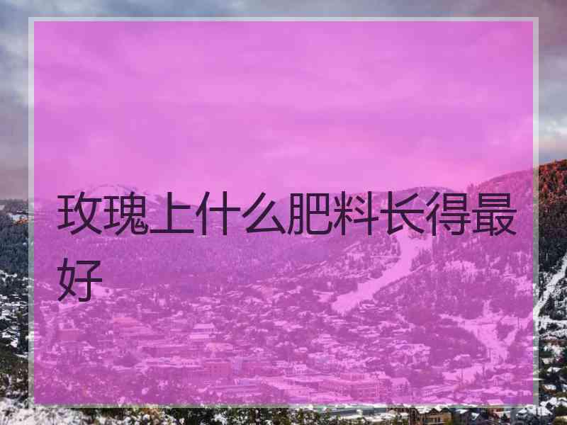 玫瑰上什么肥料长得最好