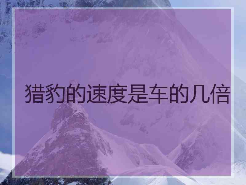 猎豹的速度是车的几倍
