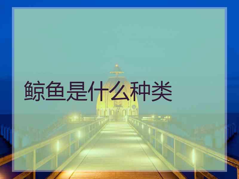鲸鱼是什么种类