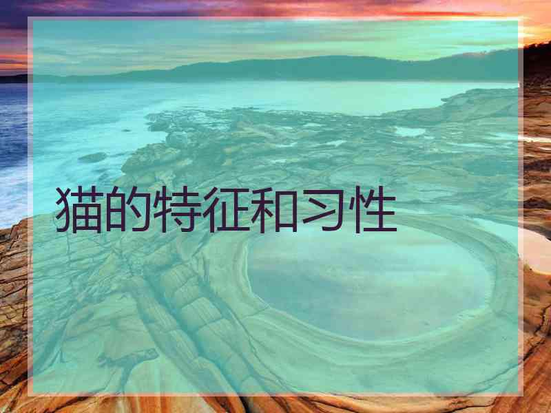 猫的特征和习性