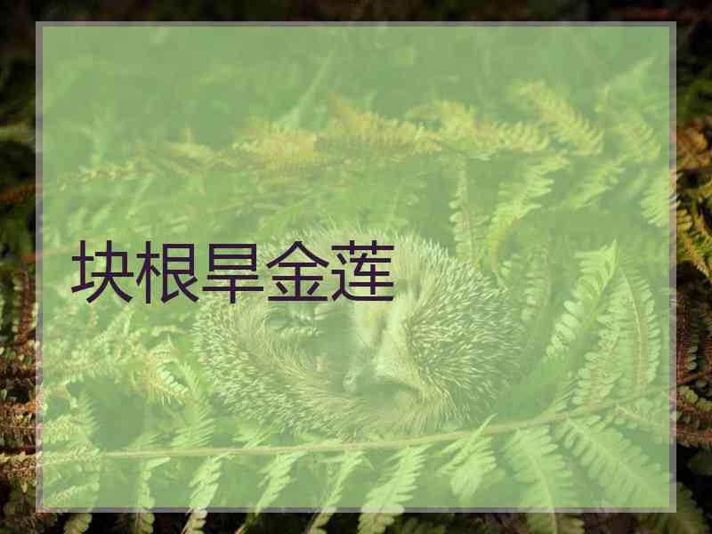 块根旱金莲