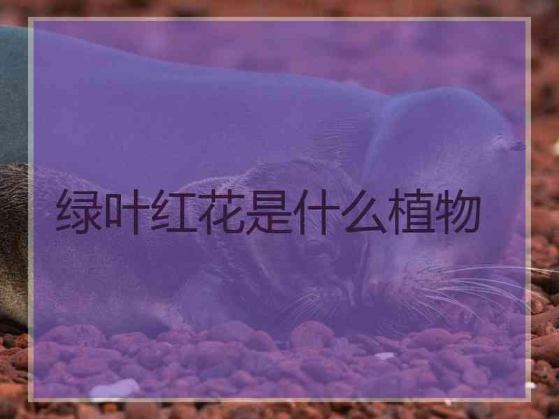 绿叶红花是什么植物