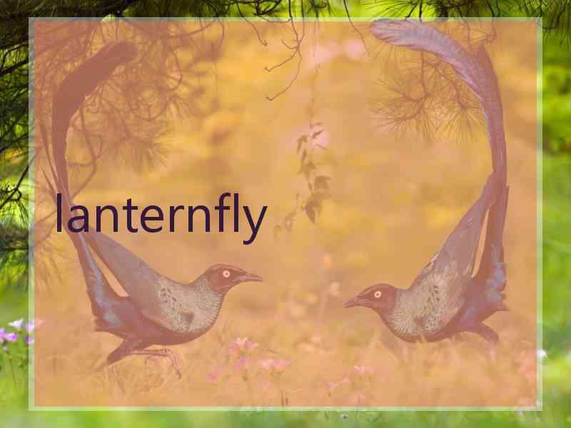 lanternfly
