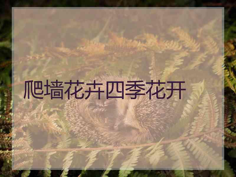 爬墙花卉四季花开