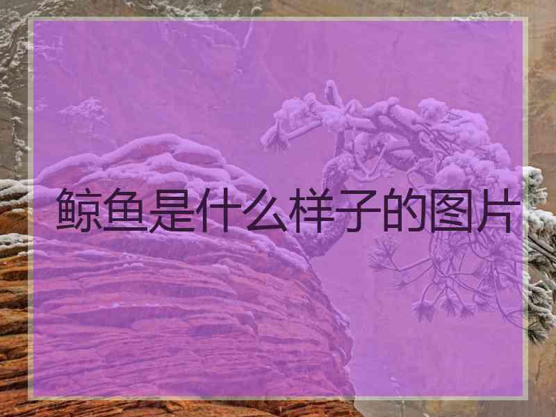 鲸鱼是什么样子的图片