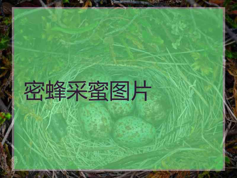 密蜂采蜜图片