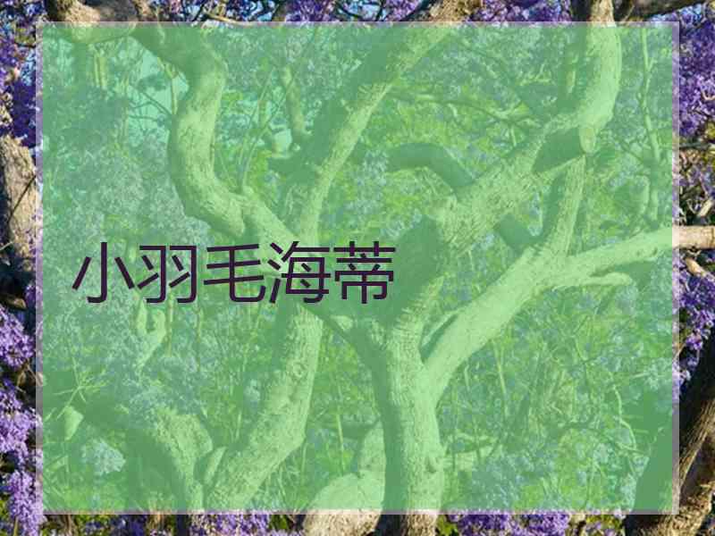 小羽毛海蒂