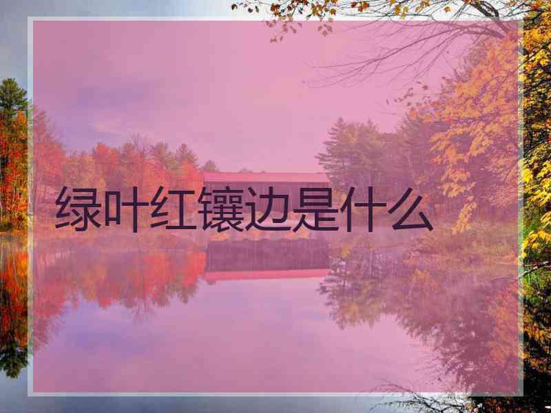 绿叶红镶边是什么