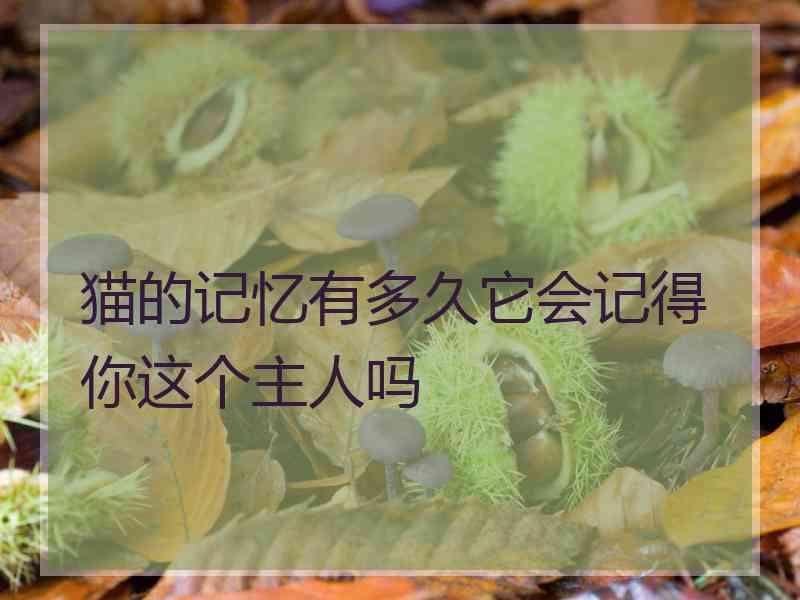 猫的记忆有多久它会记得你这个主人吗
