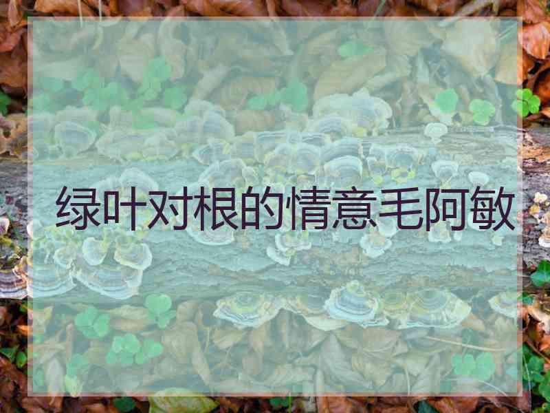 绿叶对根的情意毛阿敏