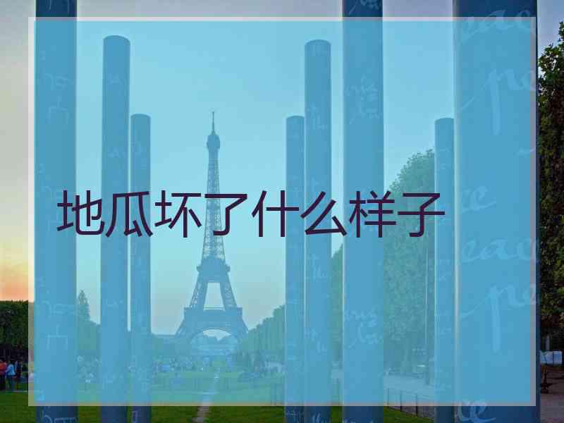 地瓜坏了什么样子
