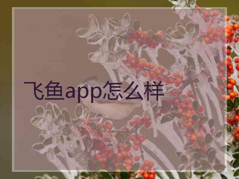 飞鱼app怎么样