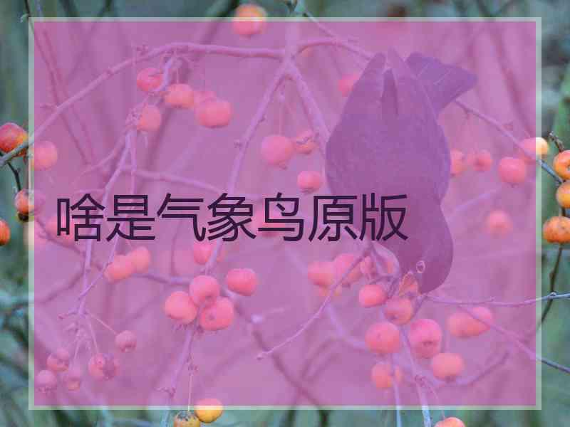 啥是气象鸟原版