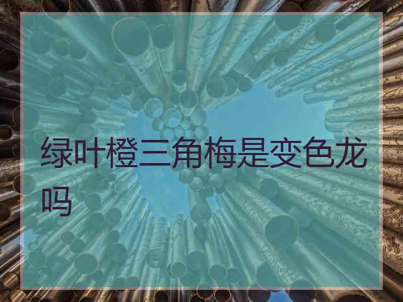 绿叶橙三角梅是变色龙吗