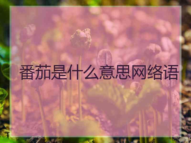 番茄是什么意思网络语