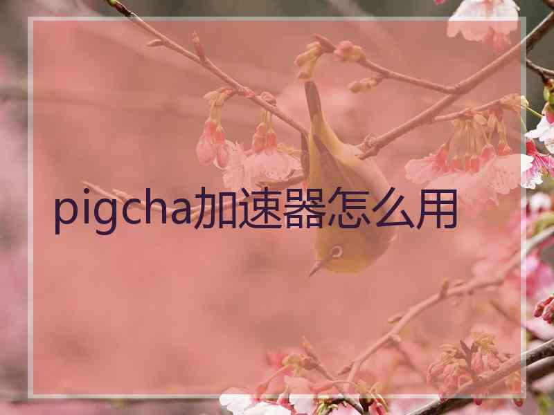 pigcha加速器怎么用