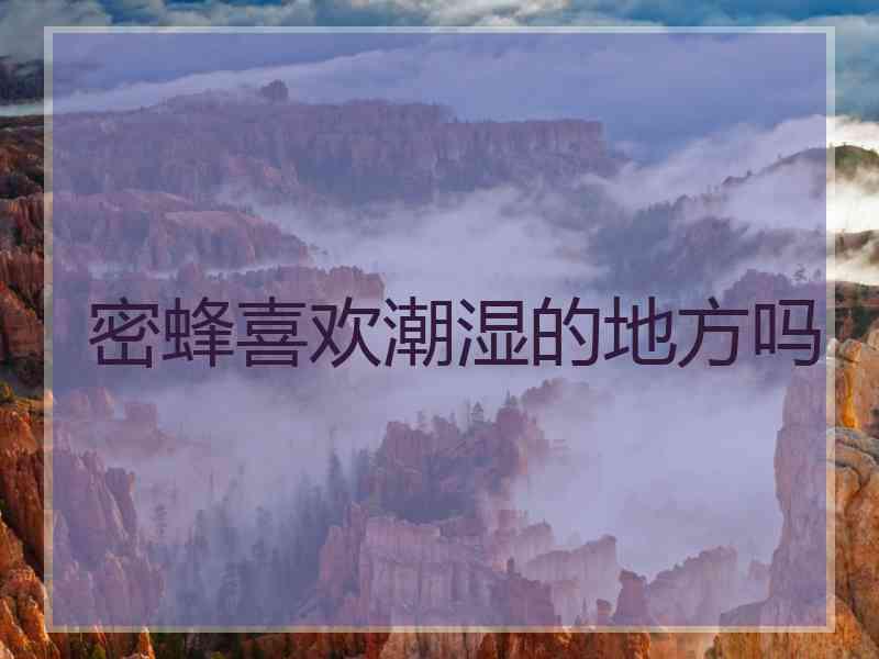 密蜂喜欢潮湿的地方吗