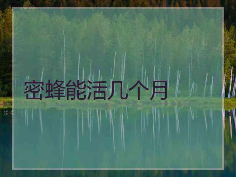 密蜂能活几个月