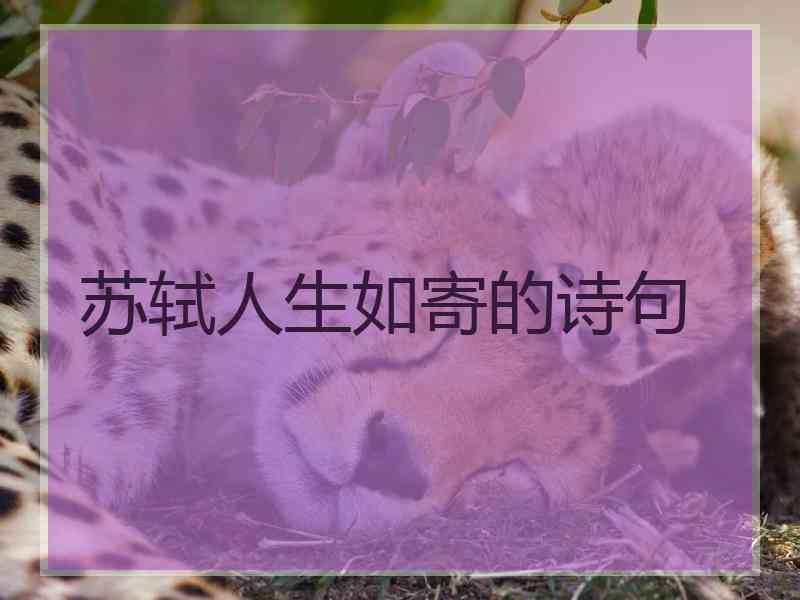 苏轼人生如寄的诗句