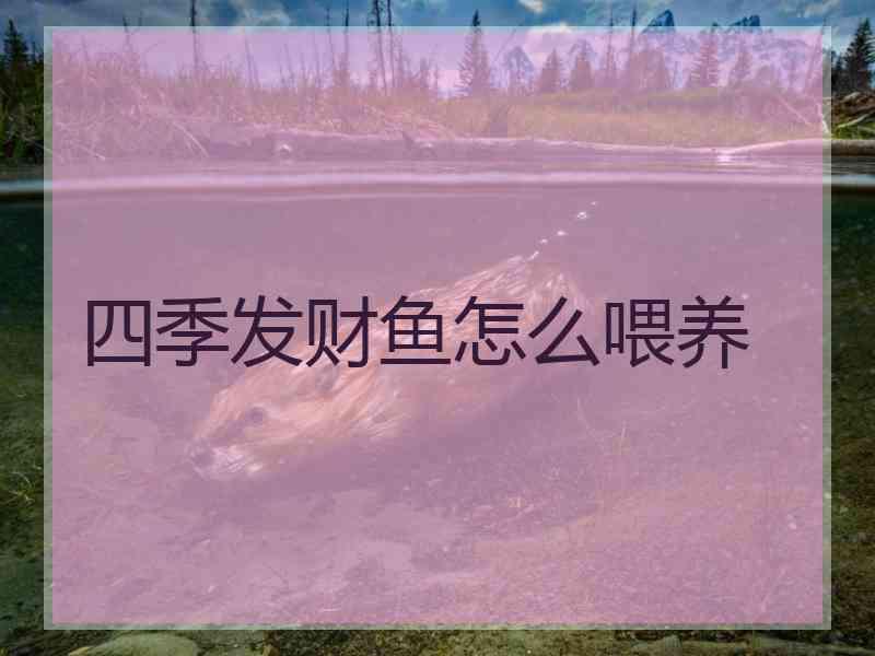四季发财鱼怎么喂养