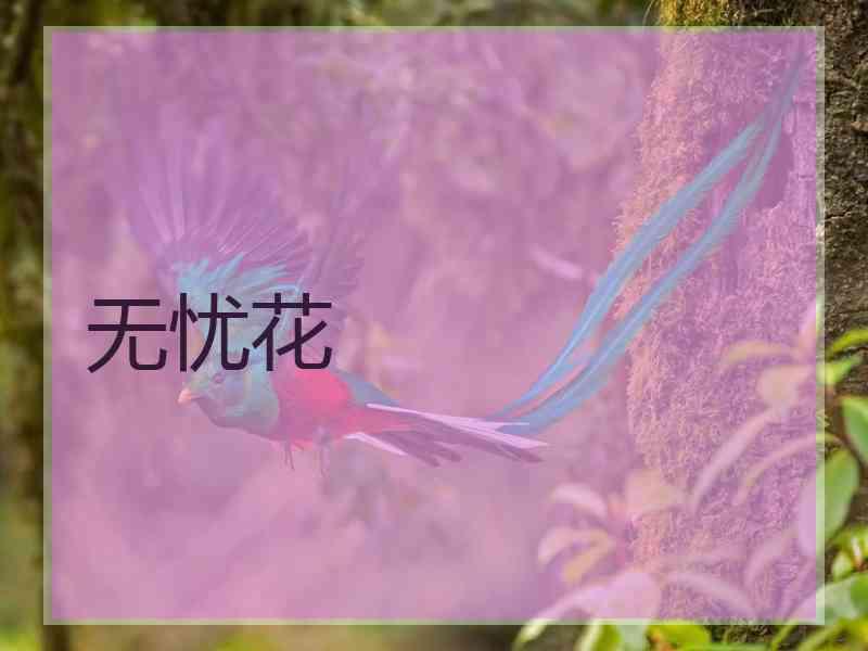 无忧花