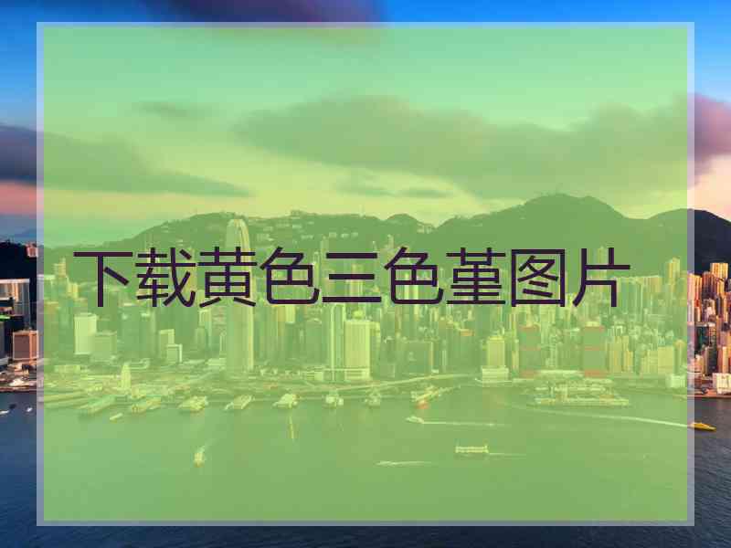 下载黄色三色堇图片