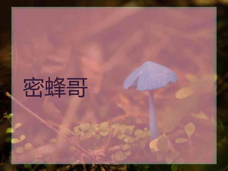 密蜂哥