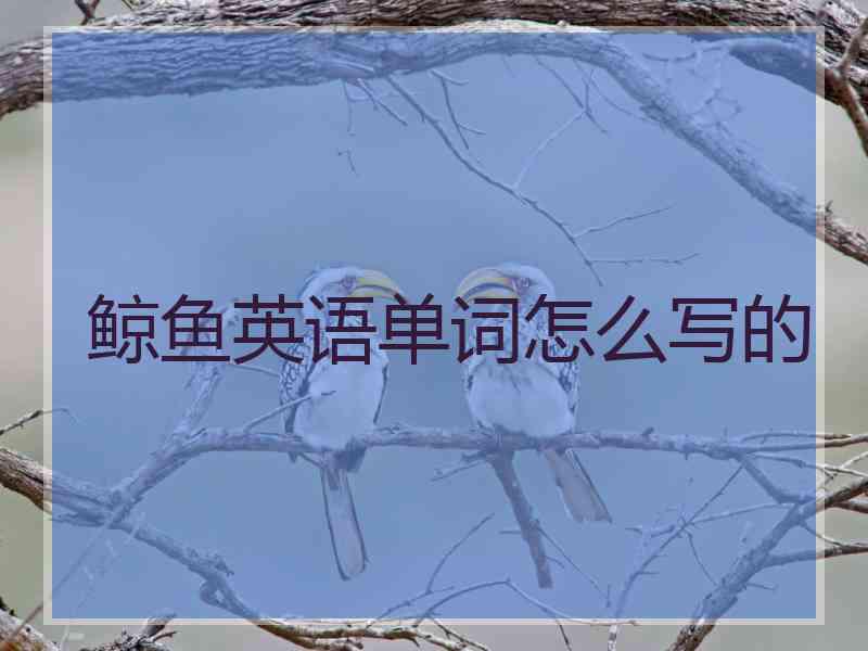 鲸鱼英语单词怎么写的