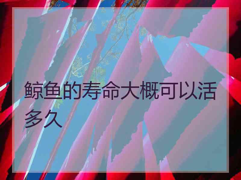 鲸鱼的寿命大概可以活多久