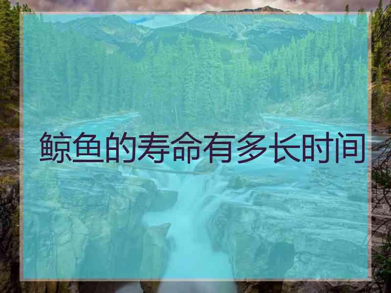 鲸鱼的寿命有多长时间