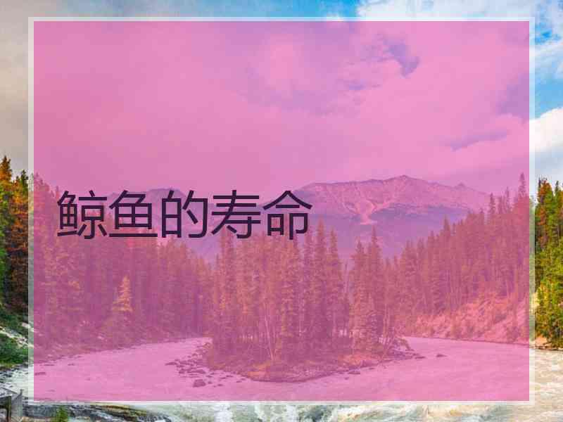 鲸鱼的寿命