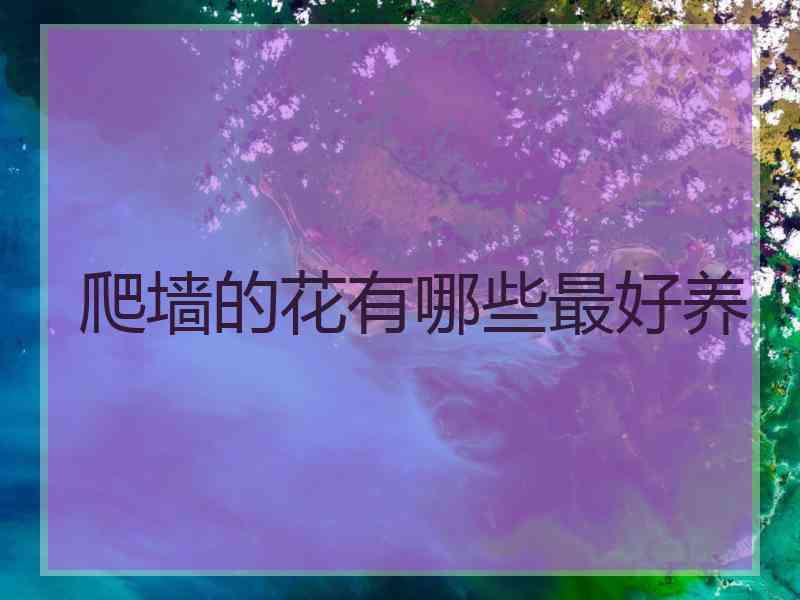 爬墙的花有哪些最好养
