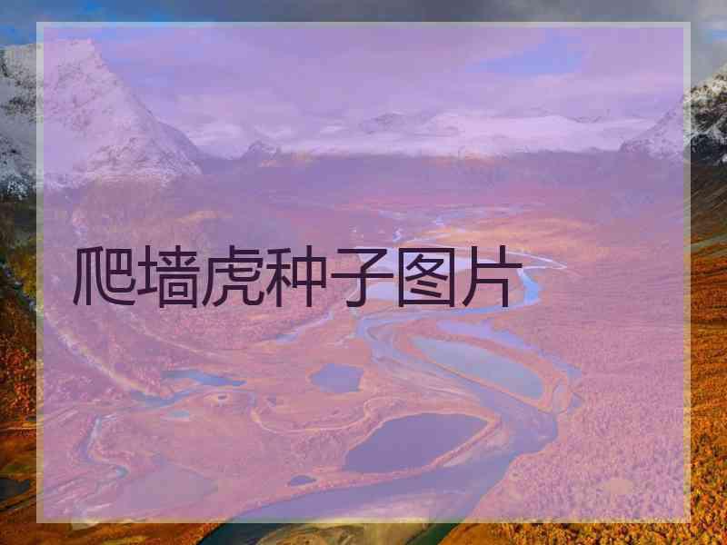 爬墙虎种子图片