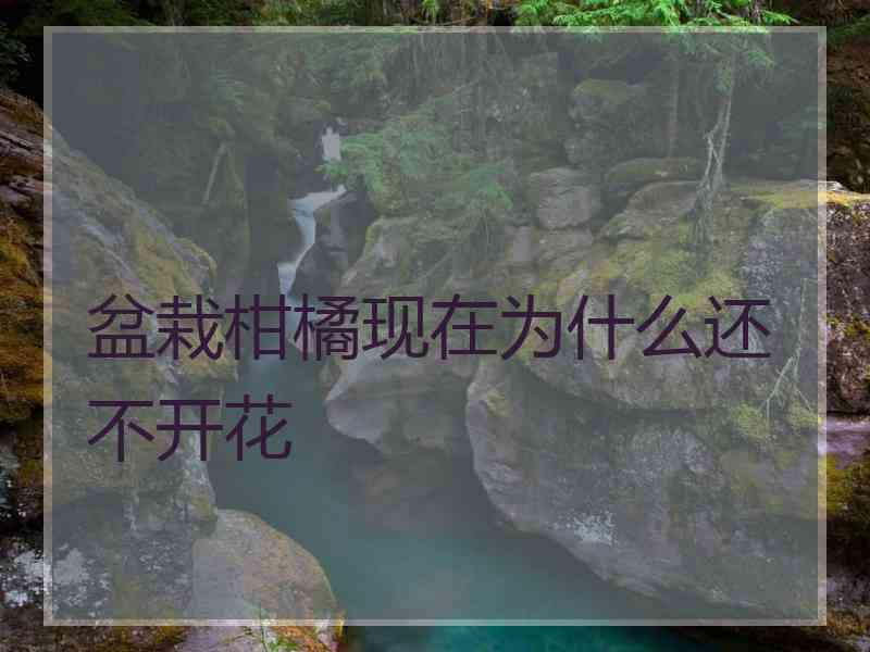 盆栽柑橘现在为什么还不开花
