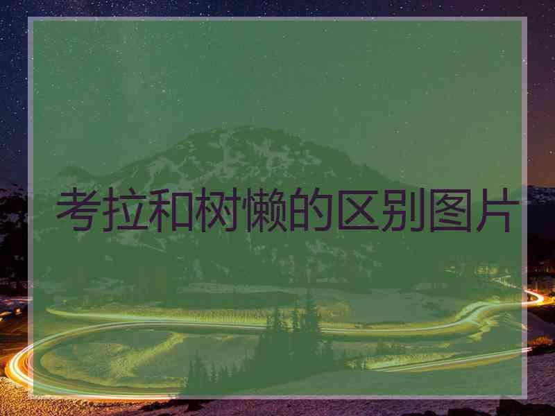 考拉和树懒的区别图片
